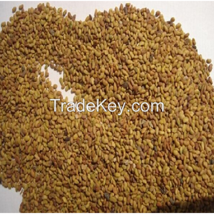 high quality lucerne seeds with competitive price