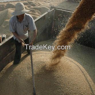 soft milling wheat used for flour milling