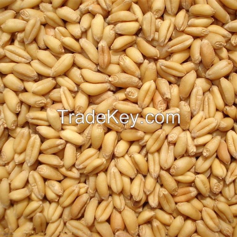 soft milling wheat used for flour milling