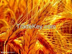 feed wheat from Ukraine