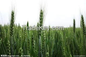 animal feed wheat with best price