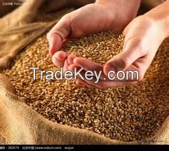 feed wheat from Ukraine