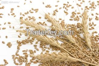 feed wheat from Ukraine