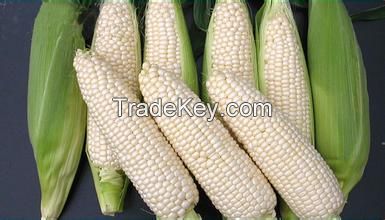 white corn of origin Brazil/Argentina for human food