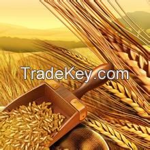 Ukraine wheat for human consumption