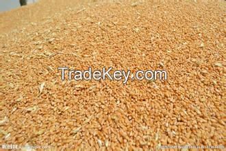 Indian milling wheat with high quality