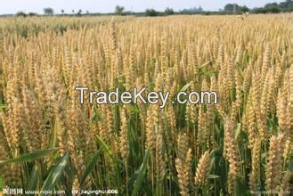 wheat for human consumption at good price