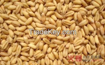 wheat for human consumption at good price