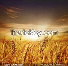 soft wheat for human consumption of Ukraine origin