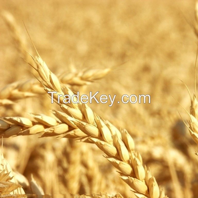 Soft milling wheat for human consumption