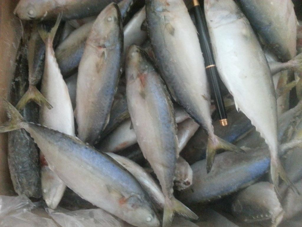 frozen indian mackerel