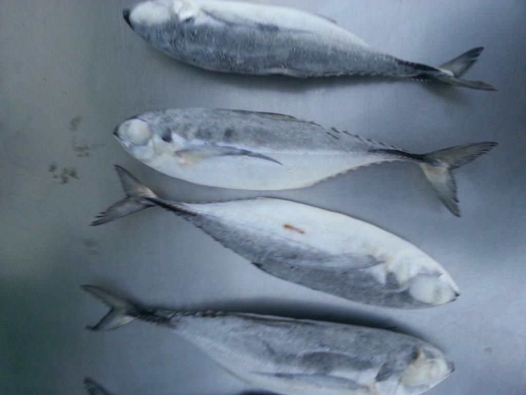 frozen horse mackerel