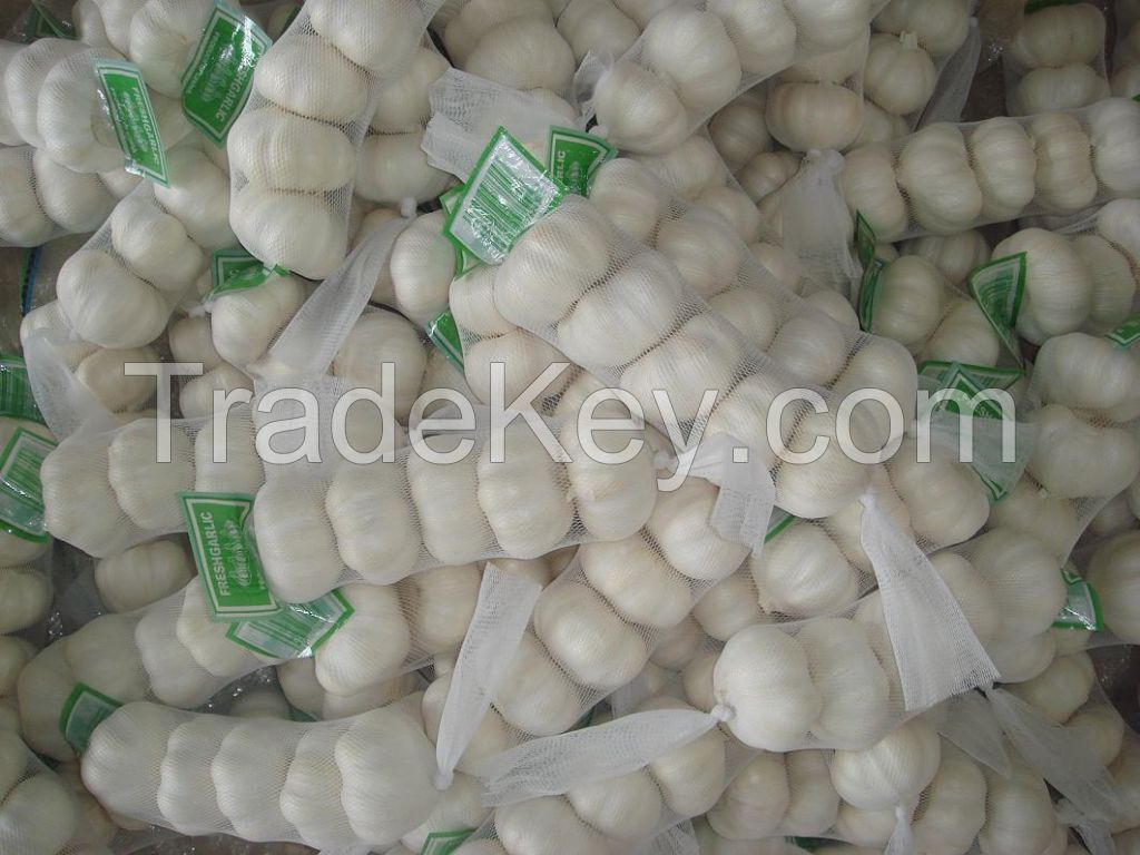 Pure White Garlic