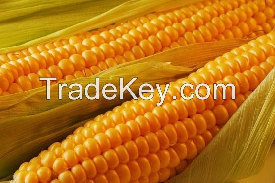 Well Refined Factory Edible Corn Oil