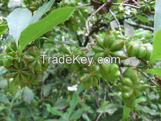 Star anise seeds - star anise with stems, star anise without stems, broken star anise