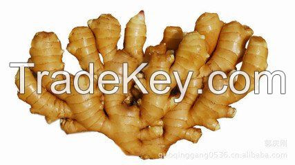 Hot sale ginger,high quality fresh ginger,fresh ginger