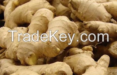 Hot Sale Fresh Ginger High Quality