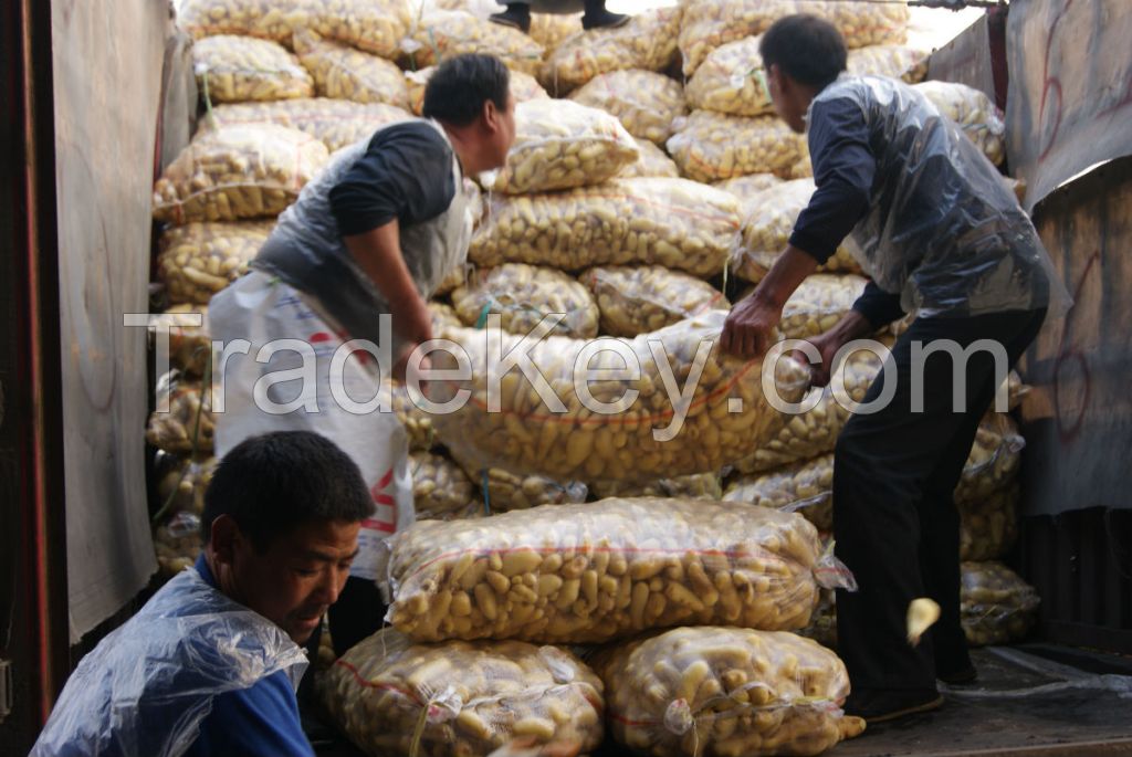 Professional Ginger Supplier Fresh Ginger