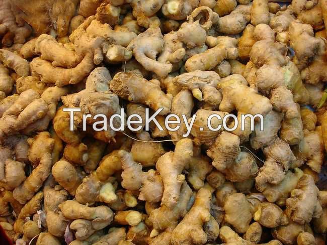 Hot Sale Fresh Ginger High Quality