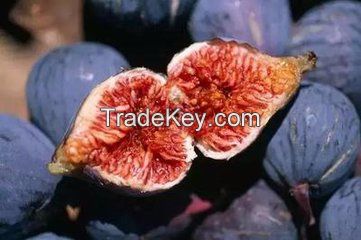 Hot sale figs ,fresh fruit figs, dry figs