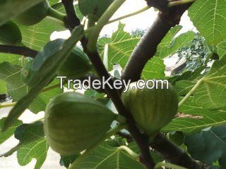 Hot sale figs ,fresh fruit figs, dry figs