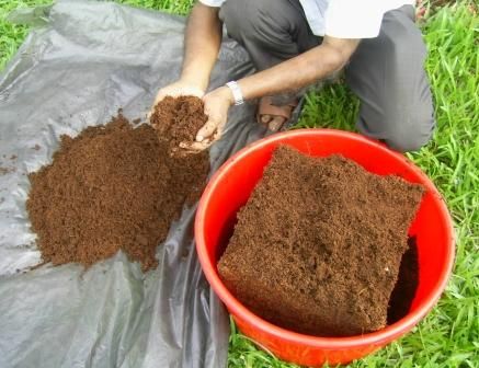 coco peat 5kg block