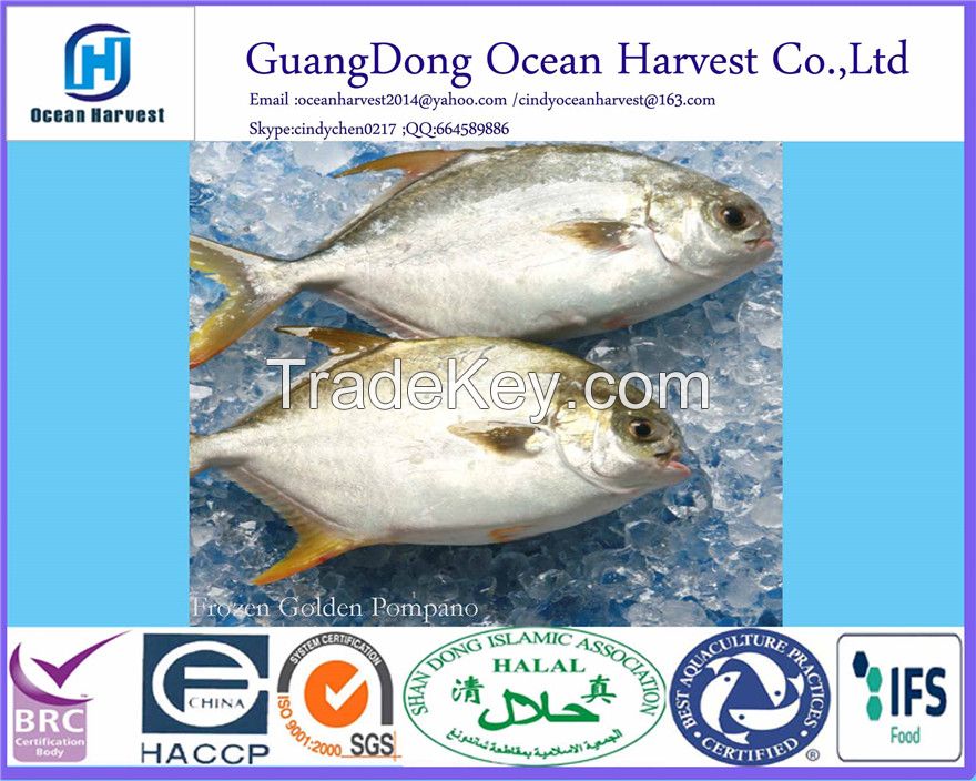 Frozen golden pompano China 