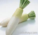 Fresh  White Radish