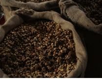 Raw Kopi Luwak