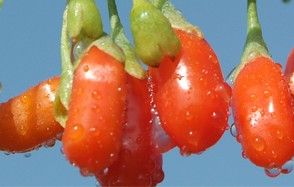 goji berry;raisin;