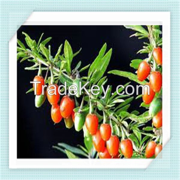 Dried red goji berries