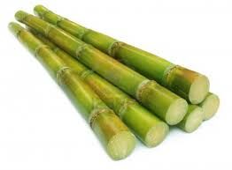 fresh sugarcane