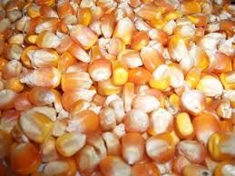 dried yellow corn