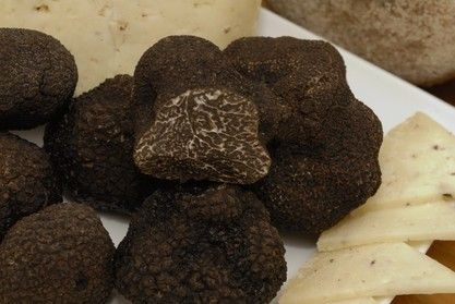 Tuber melanosporum