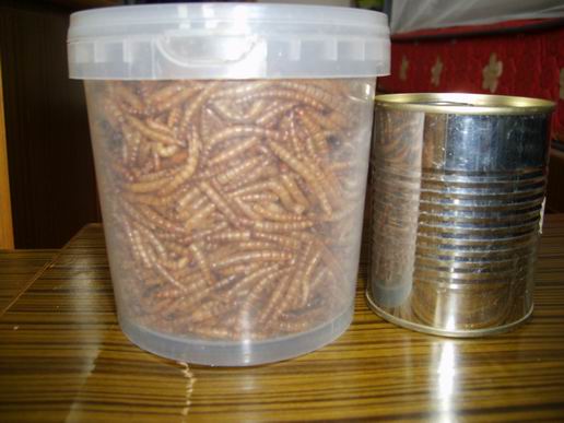 dried mealworm of pet food for birds and tropical fish  and reptiles