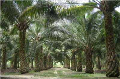 Crude Palm Oil (CPO)