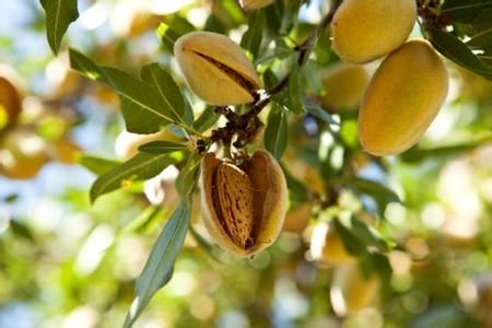 Chinese Almond