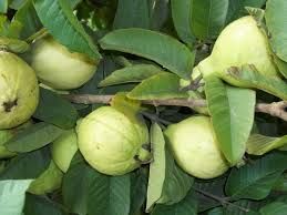 fresh guava