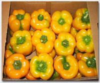 fresh sweet pepper