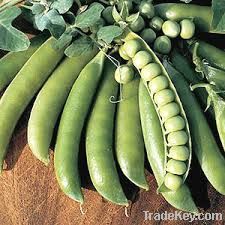 lincoln Pea Seeds
