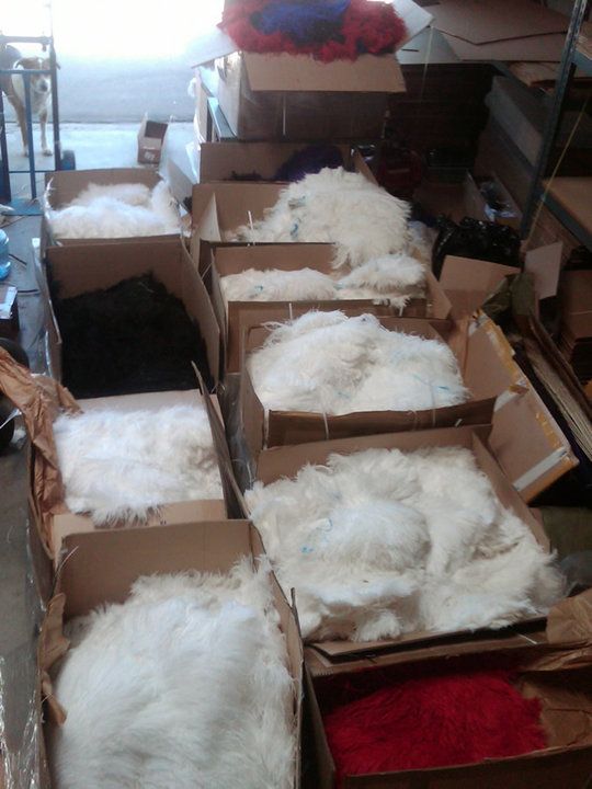 ostrich feathers