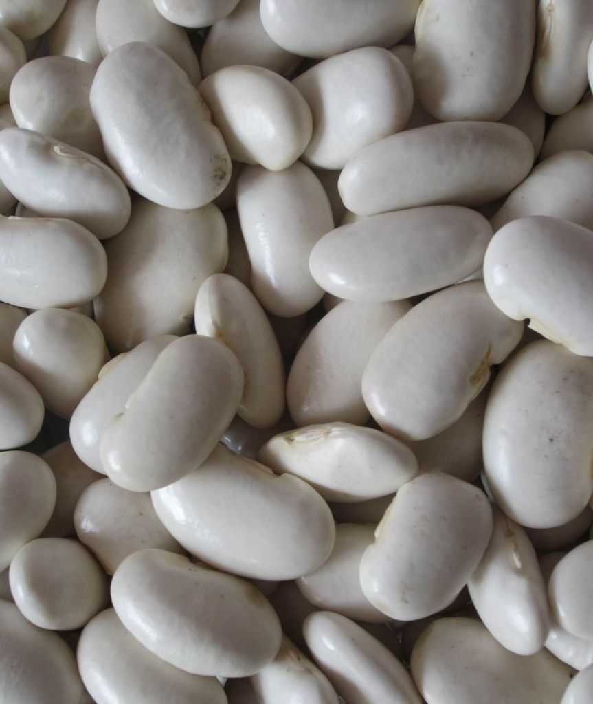 Large White Kidney Beans 2013 Crop