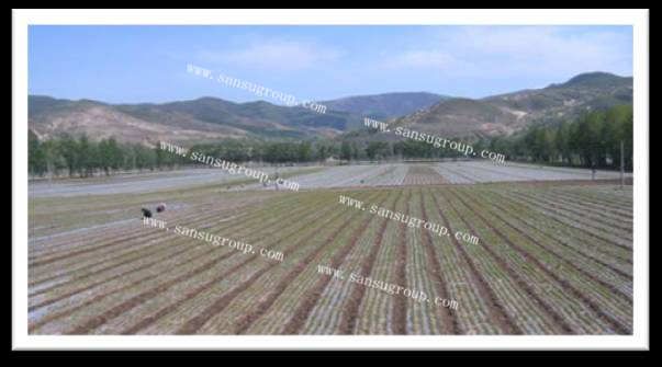 high quality polythene recyclable mulch film for agriculture 