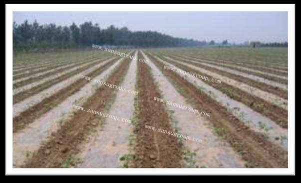 high quality biodegradable plastic mulch film for agriculture 