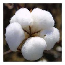 Raw Cotton 