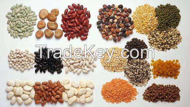 High Quality White Kidney Beans , Adzuki Beans, Speckle Kidney Beans, , Lentils, red Beans, Pulses Exporters, Growers, Suppliers