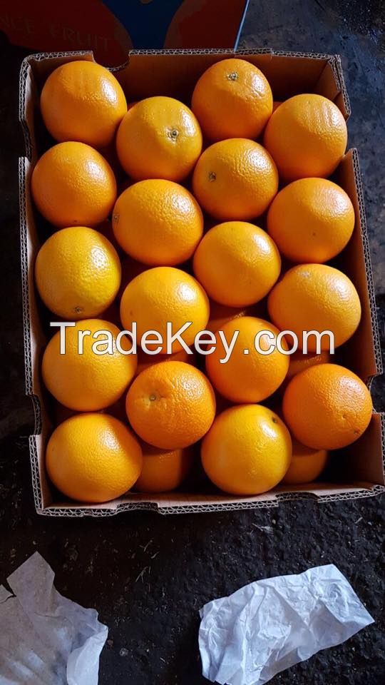 Fresh South Africa Fruit 15kg carton Peaches, Apricot, Pears, Avocado, Mango, Pineapple, Water Melon, Oranges Valencia, Fruit grape exporters