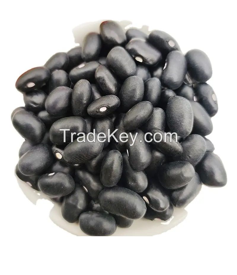 High Quality White Kidney Beans , Adzuki Beans, Speckle Kidney Beans, , Lentils, red Beans, Pulses Exporters, Growers, Suppliers