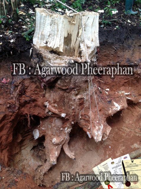 Agarwood Tree Stump 