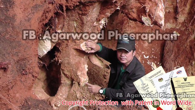 Agarwood Stump high quality